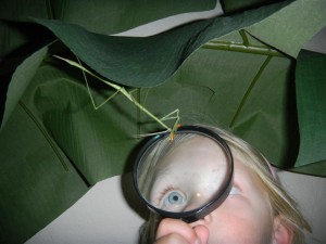 Sara Martin observing her pet Brunneria borealis